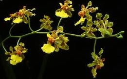 Oncidium cebolleta