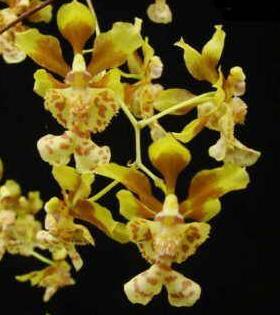 Oncidium divaricatum