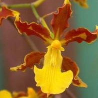 Oncidium hyphaematicum