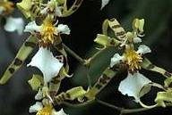 Oncidium phymatochilum