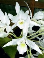 Cattleya skinneri alba