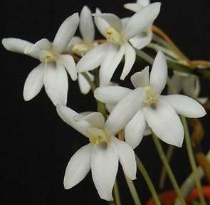Aerangis ugandensis