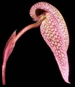 Bulbophyllum fraudolentum