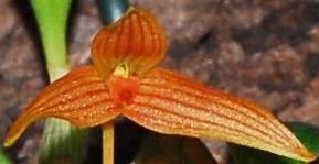 Bulbophyllum stormii