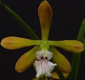 Encyclia surinamensis