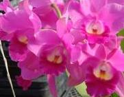 Cattleya Crown Royal 'Miyabi