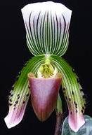 Paphiopedilum birkii