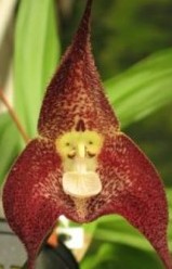 Dracula polyphemus `Hawk Hill´