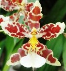 Odontioda hyphalmaticum x Odontoglossum splendidum