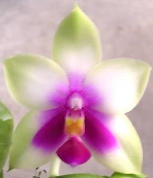 Phalaenopsis bellina - květy voní, nyní nekvetoucí