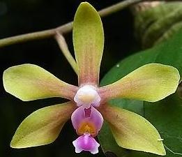 Phalaenopsis hainanensis