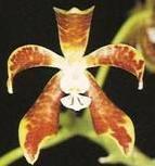 Phalaenopsis virides