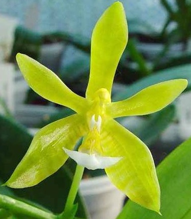 Phalaenopsis mannii var. flava