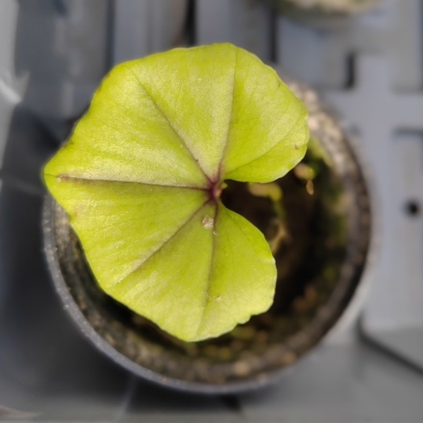 Nervilia Nervilia