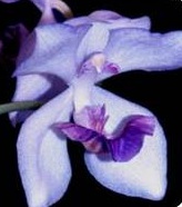 Acacallis Acacallis