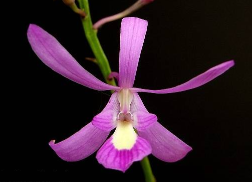 Pseudolaelia Pseudolaelia