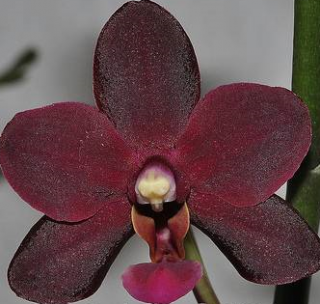 Doritaenopsis