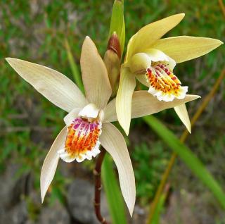 Bletilla Bletilla