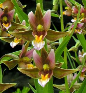 Epipactis Epipactis