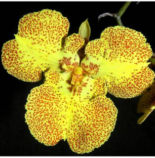 Zelemnia Zelemnia