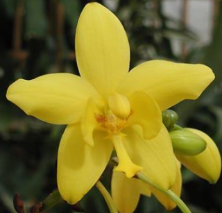 Spathoglottis Spathoglottis