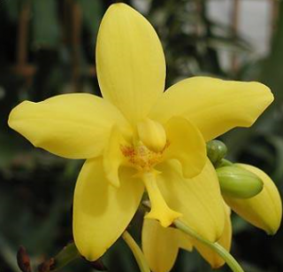 Spathoglottis