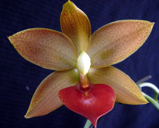 Cycnodes Cycnodes