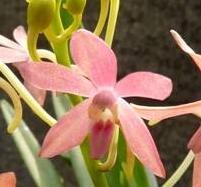Ascofinetia Ascofinetia