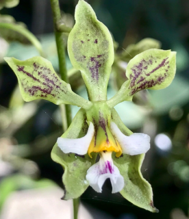 Encyclia Encyclia