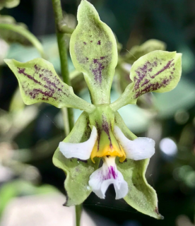 Encyclia