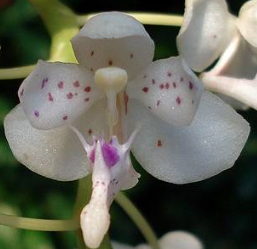Macropodanthus Macropodanthus