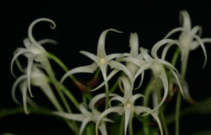 Cyrtorchis Cyrtorchis