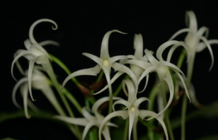 Cyrtorchis