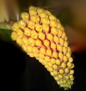 Robiquetia Robiquetia