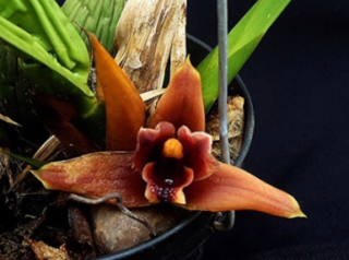 Maxillaria Maxillaria