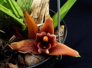 Maxillaria