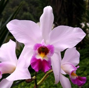 Laelia Laelia