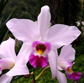 Laelia