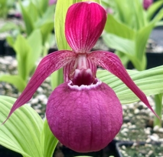 Cypripedium