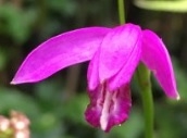 Eleorchis