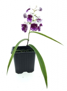 Orchis Orchis