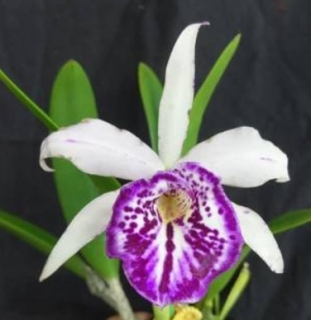 Brassocattleya