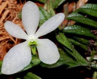 Ceratochilus Ceratochilus