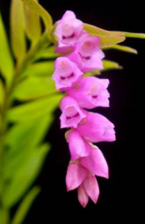Isochilus Isochilus