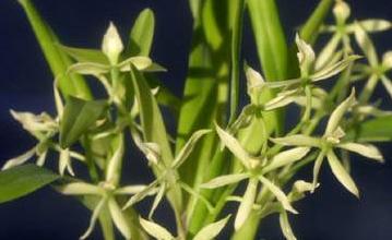 Encyclia calamaria (Anacheilium calamarium)