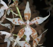 Odontoglossum crocidipterum
