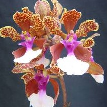 Oncidium lanceanum (Lophiaris lanceana)