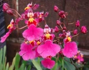 Oncidium Kutoo "CT-Little Cherry"