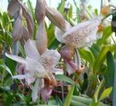 Stanhopea x horichiana