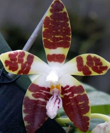 Phalaenopsis sumatrana 'South Thailand'